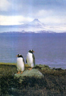Terres Australes Et Antartiques Françaises (TAAF) : Manchots Papous - TAAF : French Southern And Antarctic Lands