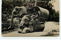 SINGAPORE - Garçon Sur Un éléphant - Singapour