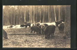 AK Waldpartie Mit Wildschweinen  - Pigs