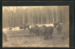 AK Wildschweine, Beim Fressen Im Wald  - Pigs