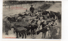 Types Méridionaux - Troupeau De Chèvres Et Le Chevrier   (L166) - Elevage