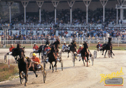 HORSE RACE,BELGRADE,SERBIA - Paardensport