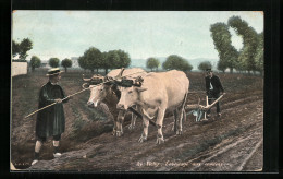AK Vichy, Labourage Aux Environs, Bauer Mit Ochsengespann  - Cows