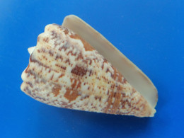 Conus Regius Citrinus   Trouvé Vivant Martinique (Le Prêcheur) 53,4mm N405 - Seashells & Snail-shells