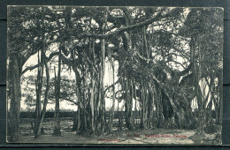 CEYLON - CEYLAN - Banyan Tree (carte Vierge) - Sri Lanka (Ceylon)