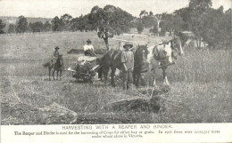 PC AUSTRALIA HARVESTING WITH REAPER AND BINDER, Vintage Postcard (b53836) - Sonstige & Ohne Zuordnung