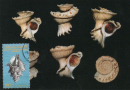 LIBYA 1985 Shells "Corallophilidae" (maximum-card) #4 - Conchiglie