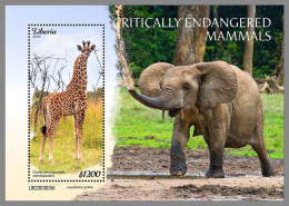 LIBERIA 2023 MNH Endangered Mammals Elephant Elefant S/S I – IMPERFORATED – DHQ2421 - Elefantes