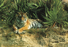 Tigre Du Zoo De Doué La Fontaine & Zoo Des Sables D'Olonne - Carte Publicitaire - Tigres