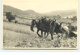 Carte-Photo - Homme Et Son Attelage - Paysans