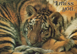 TIGER BIG CAT Animals Vintage Postcard CPSM #PAM027.GB - Tigres