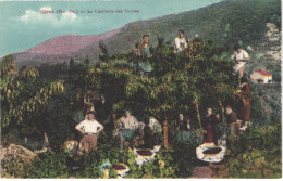 FR66 CERET - Era Narbonne Colorisée - La Cueillette Des Cerises - Animée - Belle - Cultures