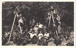 FR66 CERET - Narbo - Cueillette Des Cerises - Animée - Belle - Ceret