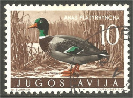 XW01-3129 Yougoslavie Oiseau Canard Bleu Blue Duck Bird Ente Anatra Pato - Canards