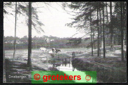 DRIEBERGEN Boschweide Ca 1918 ? - Driebergen – Rijsenburg