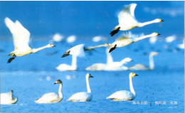 China 1998, Bird, Birds, Postal Stationery, Pre-Stamped Post Card, Swan, 1v, MNH** - Cygnes