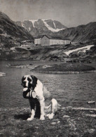 CPSM - CHIEN Du Grand St BERNARD - Edition Bazar Mt-Joux - Bourg-Saint-Pierre 