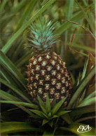 Afrique Noire - Fruit D'Afrique - 20 - Ananas - CPM - Voir Scans Recto-Verso - Ohne Zuordnung