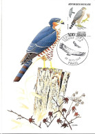 France - Maximum Card 1984 :     Eurasian Sparrowhawk   - Accipiter Nisus - Adler & Greifvögel