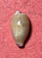 Cypraea-Purpuradusta Microdon ( Gray , 1828)- Kabatangon Island, Malapascua, Philippines. Alive Taken By Scuba Diver - Seashells & Snail-shells
