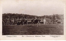 CURACAO DWI - N°1 Ostriches On Albertina Farm - Autruches - Curaçao