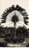 Singapour - Arbre Du Voyageur - La Ravanella - Singapore