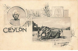 Sri Lanka - Ceylon - Hommes Près D'un éléphant - Sri Lanka (Ceylon)