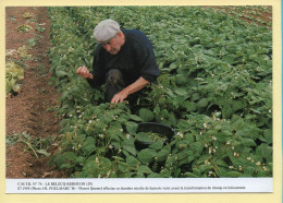 Pierrot QUENTEL Effectue Sa Dernière Récolte De Haricots Verts Avant La Transformation Du Champs En Lotissement ,,, - Landbouwers