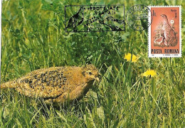 Rumania - Maximum Card 1985 :  Grey Partridge  -  Perdix Perdix - Gallinaceans & Pheasants