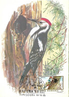 Rumania - Maximum Card 1985 :  Middle Spotted Woodpecker  -  Dendrocoptes Medius - Spechten En Klimvogels