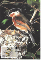 Venda (South Africa) - Maximum Card 1991 : Cape Batis  -  Batis Capensis - Zangvogels