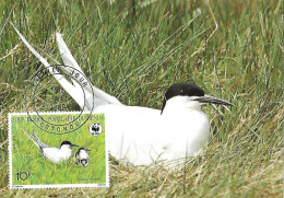 Benin - Maximum Card 1989 :  Roseate Tern  -  Sterna Dougallii - Mouettes