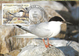 Benin - Maximum Card 1989 :  Roseate Tern  -  Sterna Dougallii - Möwen