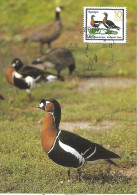 DDR (East Germany) - Maximum Card 1985 :   Red-breasted Goose  -  Branta Ruficollis - Gänsevögel