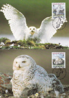 Owl, Owls, Eagle-owl, Hibou Grand-duc, Buho, Rapace ,WWF,- Set Of 4,GRONLAND - 1999 Carte Maximum Card ,CM,MAXI CARD - Owls