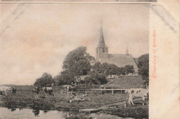 Rotterdam Hillegersberg Kerk Met Koeien M6819 - Rotterdam