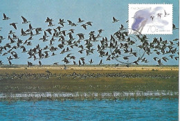 Netherlands - Maximum Card 1982 :   Barnacle Goose  -  Branta Leucopsis - Ganzen