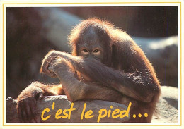 Animaux - Singes - Orang-Outan - Editions Paty And Sweety - Carte Neuve - CPM - Voir Scans Recto-Verso - Singes