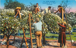 COTE D'AZUR - CUEILLETTE DE LA FLEUR D'ORANGER - Cultures