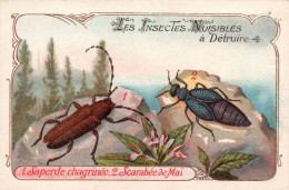 Chromo Les Insectes Nuisible A Détruire - Thee & Koffie