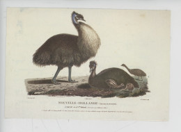 Australie - Ile Des Kanguroos Casoar De Nouvelle Hollande (animal) Charles Lesueur Illustrateur 1778-1846 - Andere & Zonder Classificatie