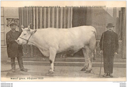 BOEUF GRAS PAQUES 1925 SAINT GERMAIN DES FOSSES BOUCHERIE BESSON CHAPAUT - Breeding