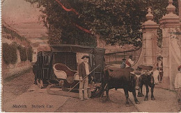 X126561 PORTUGAL MADEIRA BULLOCK CAR ATTELAGE TRAINEAU A BOEUFS - Madeira