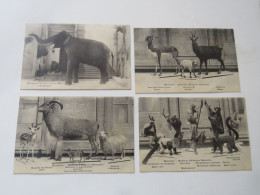 Marseille - Museum D'Histoire Naturelle  - LOT DE 10 CARTES - Musées