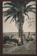 EGYPTE - LE CAIRE - DATE CROP - El Cairo