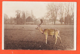 08900 / ⭐ ♥️ Rare Carte-Photo Couleur (pâle) ! LYON 69-Rhone Parc TÊTE D'OR Un DAIM 1910s  - Lyon 6