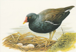 BUZIN. POULE D'EAU - 1985-.. Vogels (Buzin)