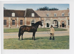 "PATARA" étalon Trotteur Français Devant La Grille D'honneur Du Haras Du Pin (61) Cp Vierge N°42 Artaud - Hípica