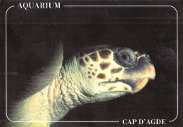 *CPM - Tortue Caouane - Tartarughe