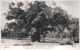 The Major Oak, Sherwood Forest, Edwinstone, Nottinghamshire. Unposted - Altri & Non Classificati